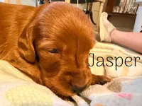 Jasper, a male Irish Setter for sale in Wills Point, TX – 2 of 4