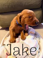 Jake, a male Irish Setter for sale in Wills Point, TX – 2 of 2