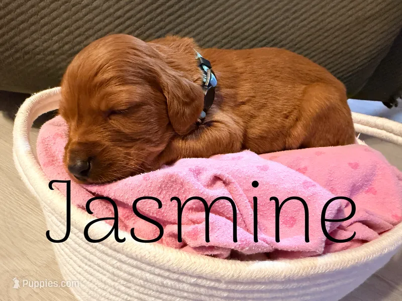 Jasmine – Irish Setter puppy for sale in Wills Point, TX
