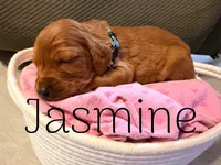 Jasmine, a female Irish Setter for sale in Wills Point, TX – 1 of 2