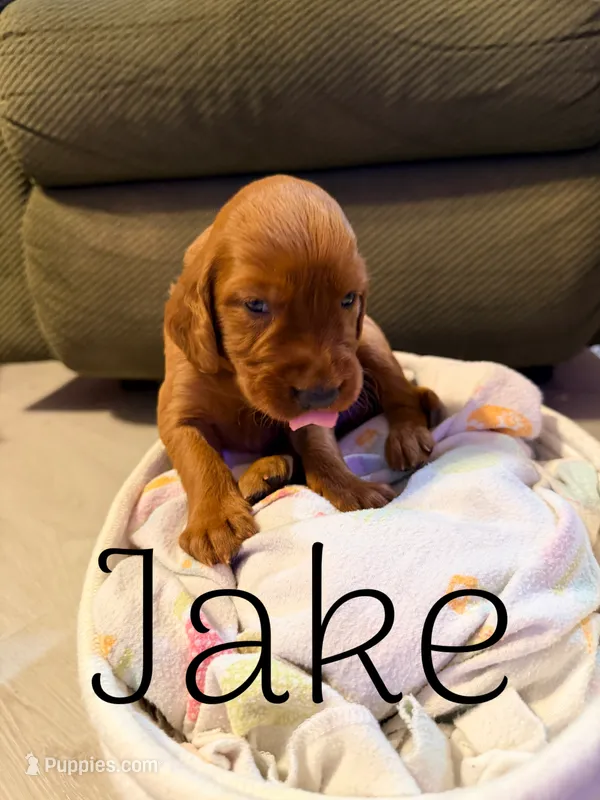 Jake – Irish Setter puppy for sale in Wills Point, TX