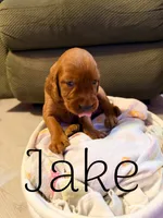 Jake, a male Irish Setter for sale in Wills Point, TX – 1 of 2