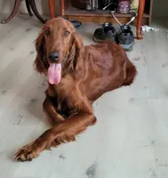 female, a female Irish Setter for sale in Wills Point, TX – 2 of 3