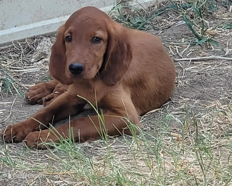 Jackson – Irish Setter puppy for sale in Wills Point, TX