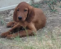 Jackson, a male Irish Setter for sale in Wills Point, TX – 1 of 1