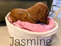 Jasmine, a female Irish Setter for sale in Wills Point, TX – 2 of 2
