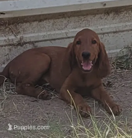 Jake – Irish Setter puppy for sale in Wills Point, TX