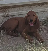 Jake, a male Irish Setter for sale in Wills Point, TX – 1 of 1