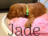 Jade, a female Irish Setter for sale in Wills Point, TX – 1 of 3
