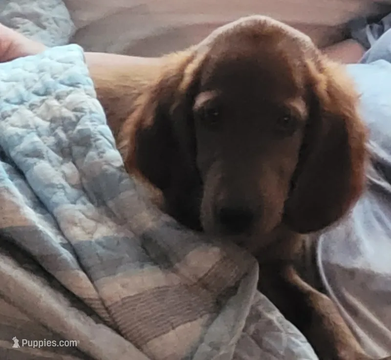 Jodie – Irish Setter puppy for sale in Wills Point, TX