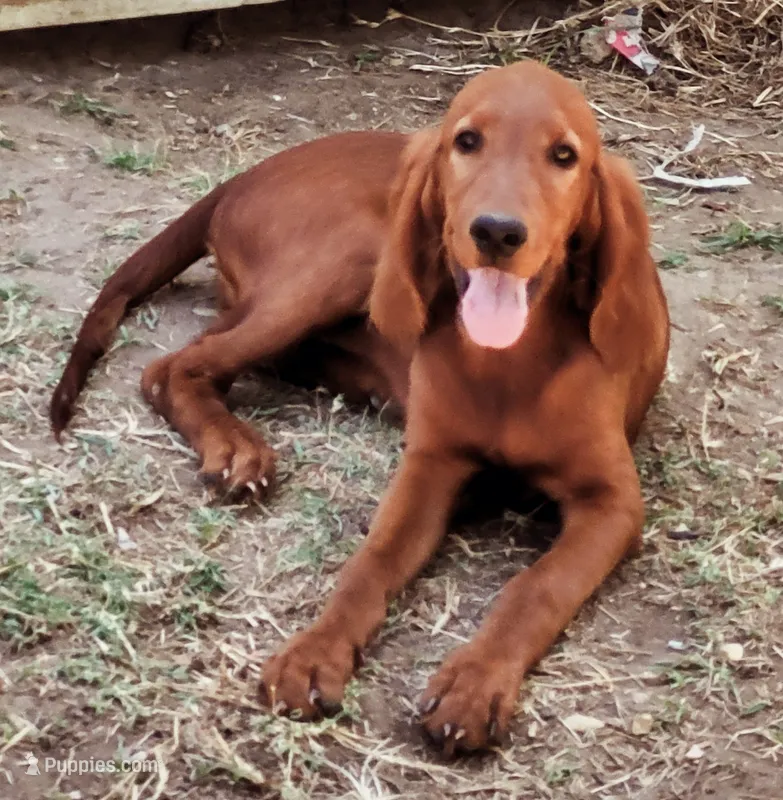 Jake – Irish Setter puppy for sale in Wills Point, TX