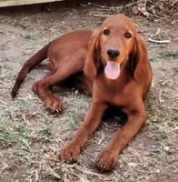 Jake, a male Irish Setter for sale in Wills Point, TX – 1 of 1
