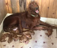 female, a female Irish Setter for sale in Wills Point, TX – 3 of 3