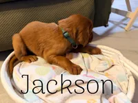 Jackson, a male Irish Setter for sale in Wills Point, TX – 2 of 3