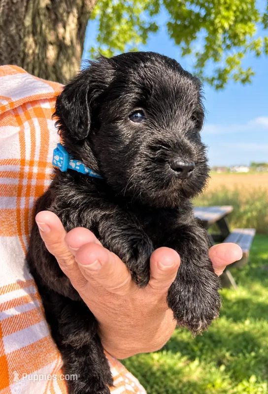 Jacob – Whoodle puppy for sale in El Paso, IL