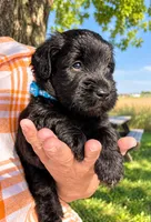 Jacob, a male Whoodle for sale in El Paso, IL – 1 of 1