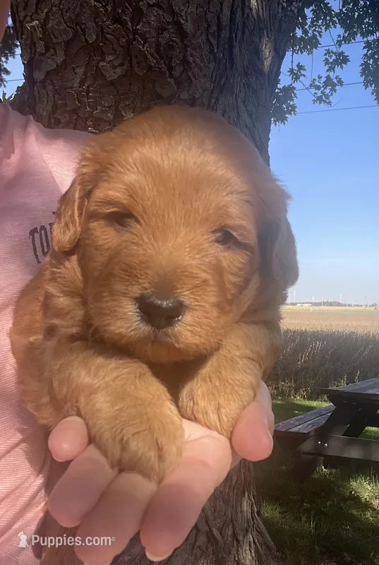 Jinger – Whoodle puppy for sale in El Paso, IL