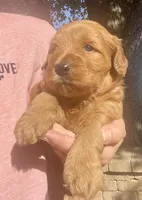 Jinger, a female Whoodle for sale in El Paso, IL – 2 of 2