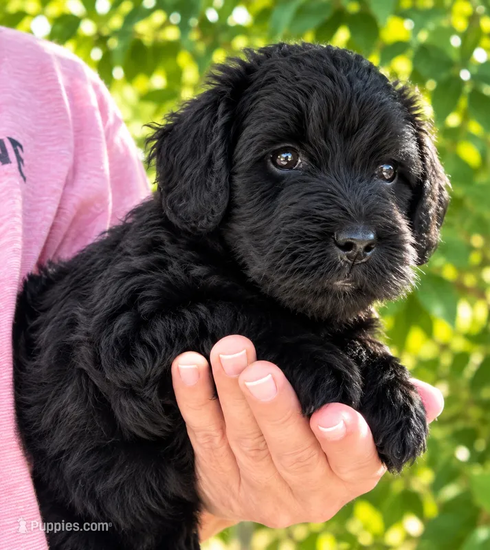 Jett – Whoodle puppy for sale in El Paso, IL