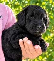 Jett, a male Whoodle for sale in El Paso, IL – 1 of 1