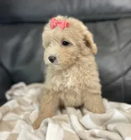 Libby , a female Poodle - Miniature  for sale in El Paso, IL – 2 of 8