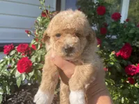 Banner, a male Poodle - Toy  for sale in El Paso, IL – 1 of 4