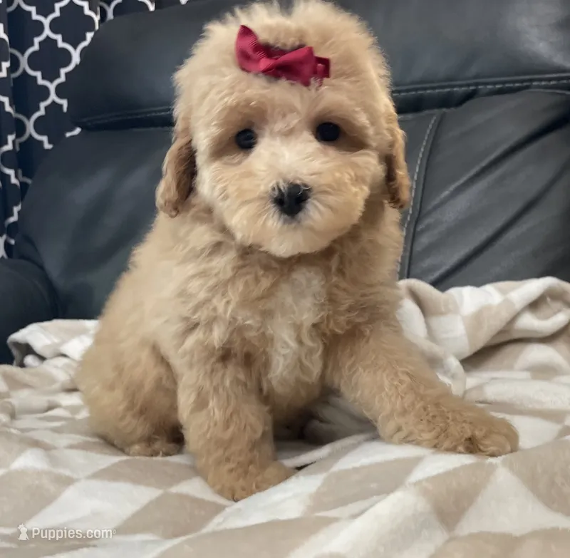 Glory – Poodle - Toy  puppy for sale in El Paso, IL