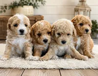 Rocket, a male Poodle - Toy  for sale in El Paso, IL – 4 of 5