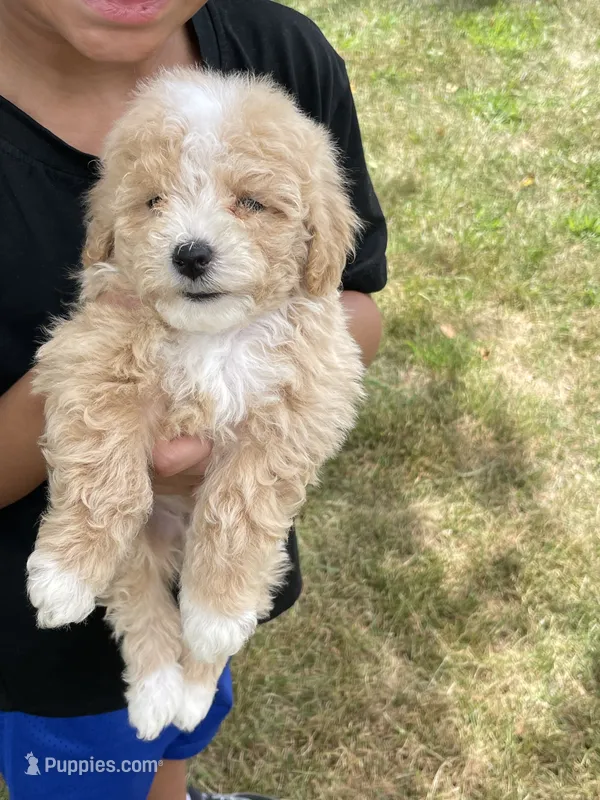 Rocket – Poodle - Toy  puppy for sale in El Paso, IL
