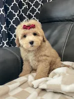Glory, a female Poodle - Miniature  for sale in El Paso, IL – 2 of 7