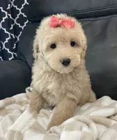 Libby , a female Poodle - Miniature  for sale in El Paso, IL – 3 of 8