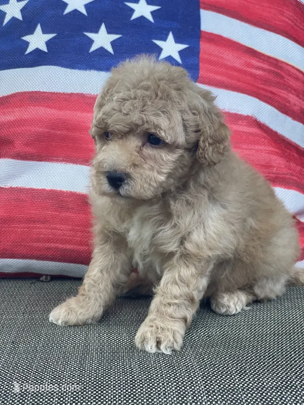 Glory – Poodle - Toy  puppy for sale in El Paso, IL