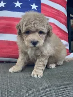 Glory, a female Poodle - Toy  for sale in El Paso, IL – 4 of 4