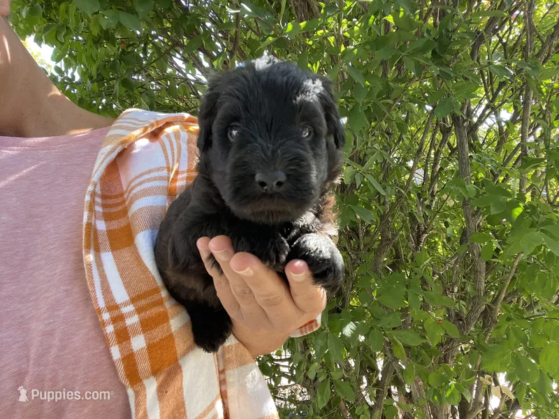 Jordy – Whoodle puppy for sale in El Paso, IL
