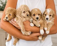 Rocket, a male Poodle - Toy  for sale in El Paso, IL – 5 of 5