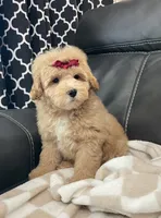 Glory, a female Poodle - Miniature  for sale in El Paso, IL – 4 of 7