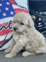 Libby , a female Poodle - Toy  for sale in El Paso, IL – 4 of 5