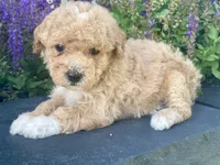 Banner, a male Poodle - Toy  for sale in El Paso, IL – 3 of 4