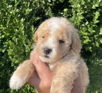 Rocket, a male Poodle - Toy  for sale in El Paso, IL – 2 of 5