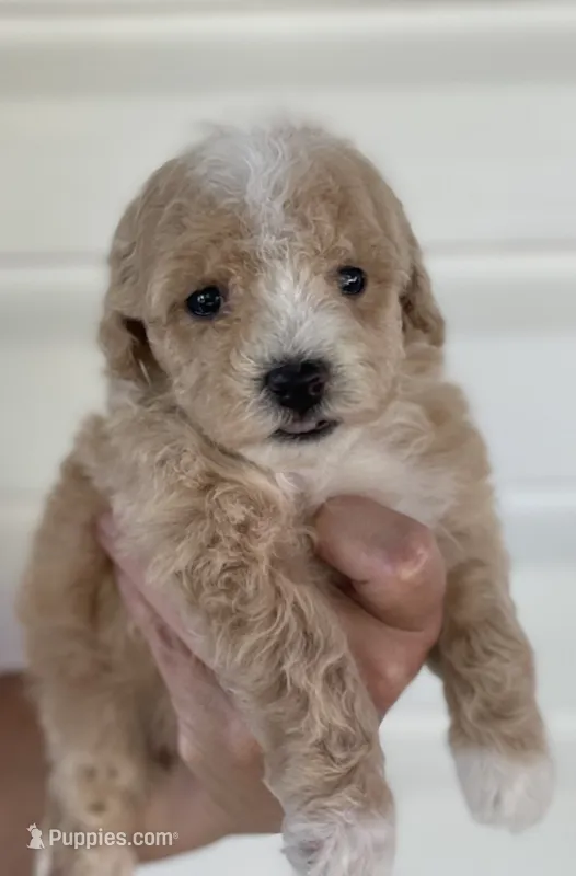 Rocket – Poodle - Toy  puppy for sale in El Paso, IL