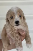 Rocket, a male Poodle - Toy  for sale in El Paso, IL – 1 of 5