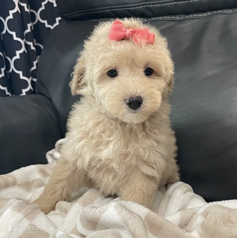 Libby  – Poodle - Toy  puppy for sale in El Paso, IL