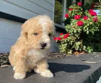 Rocket, a male Poodle - Toy  for sale in El Paso, IL – 3 of 5
