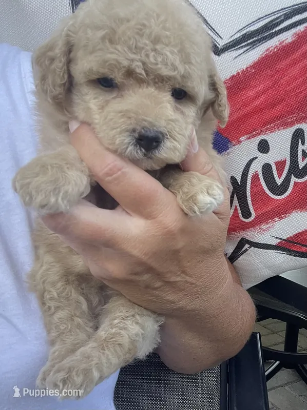 Libby  – Poodle - Toy  puppy for sale in El Paso, IL