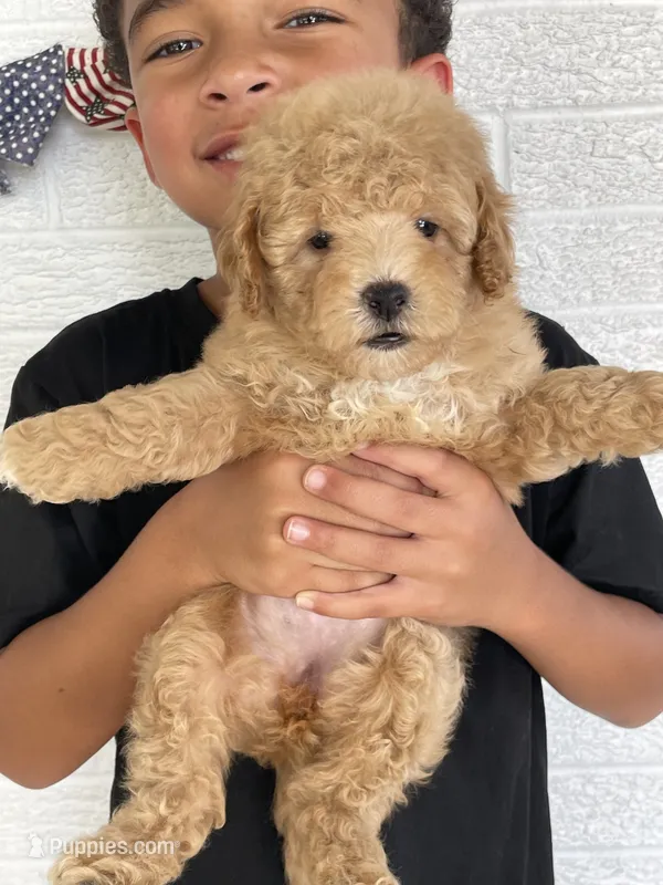 Glory – Poodle - Toy  puppy for sale in El Paso, IL