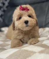Glory, a female Poodle - Miniature  for sale in El Paso, IL – 3 of 7