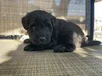 Jordy, a male Whoodle for sale in El Paso, IL – 3 of 3