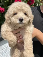 Libby , a female Poodle - Miniature  for sale in El Paso, IL – 6 of 8