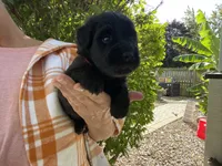 Jordy, a male Whoodle for sale in El Paso, IL – 2 of 3