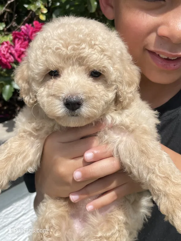 Libby  – Poodle - Toy  puppy for sale in El Paso, IL